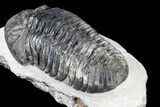 Bargain, Pedinopariops Trilobite - Mrakib, Morocco #80948-2